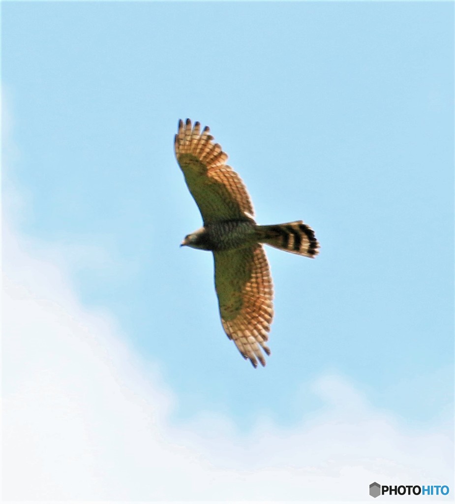 サシバさん。②