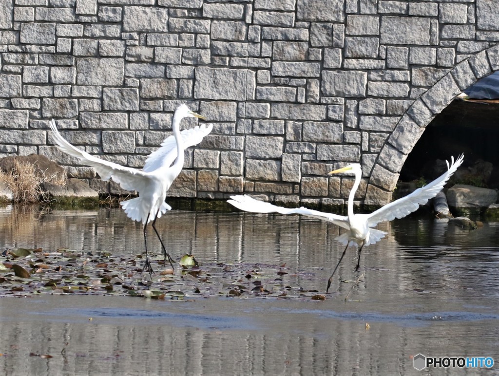 ダイサギの舞い。