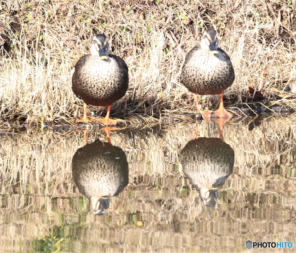 カルガモさんのペアー。