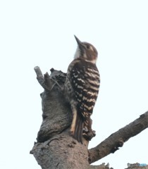 ミヤケコゲラさん。