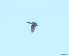 オオタカさん。