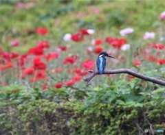 カワセミさん。