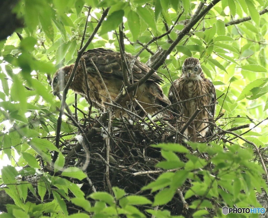 オオタカさんの幼鳥。