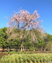 枝垂桜。