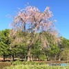 枝垂桜。