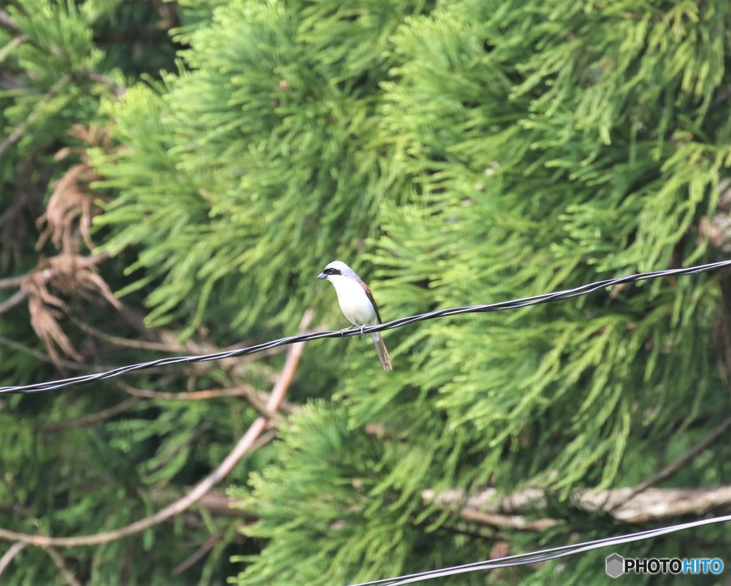 チゴモズさん。