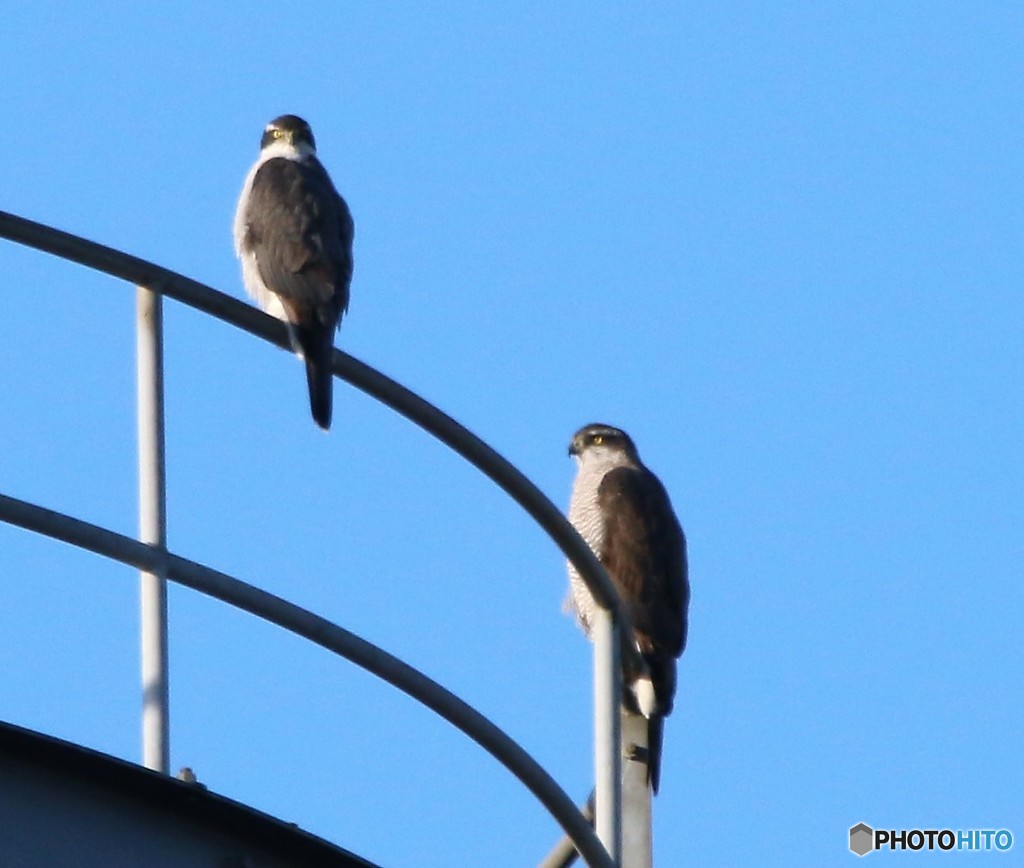 オオタカさんのペアー。