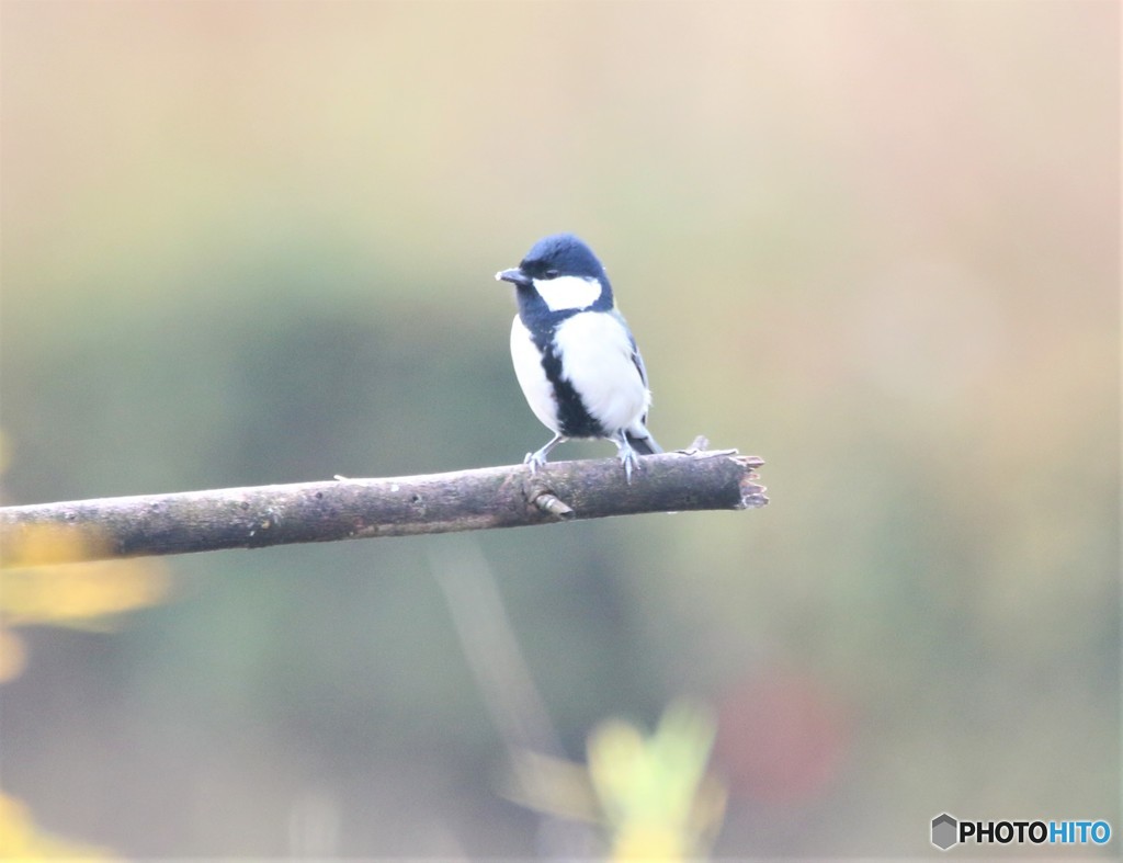 今日は、シジュウカラさんが。