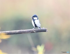 今日は、シジュウカラさんが。
