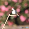 山茶花