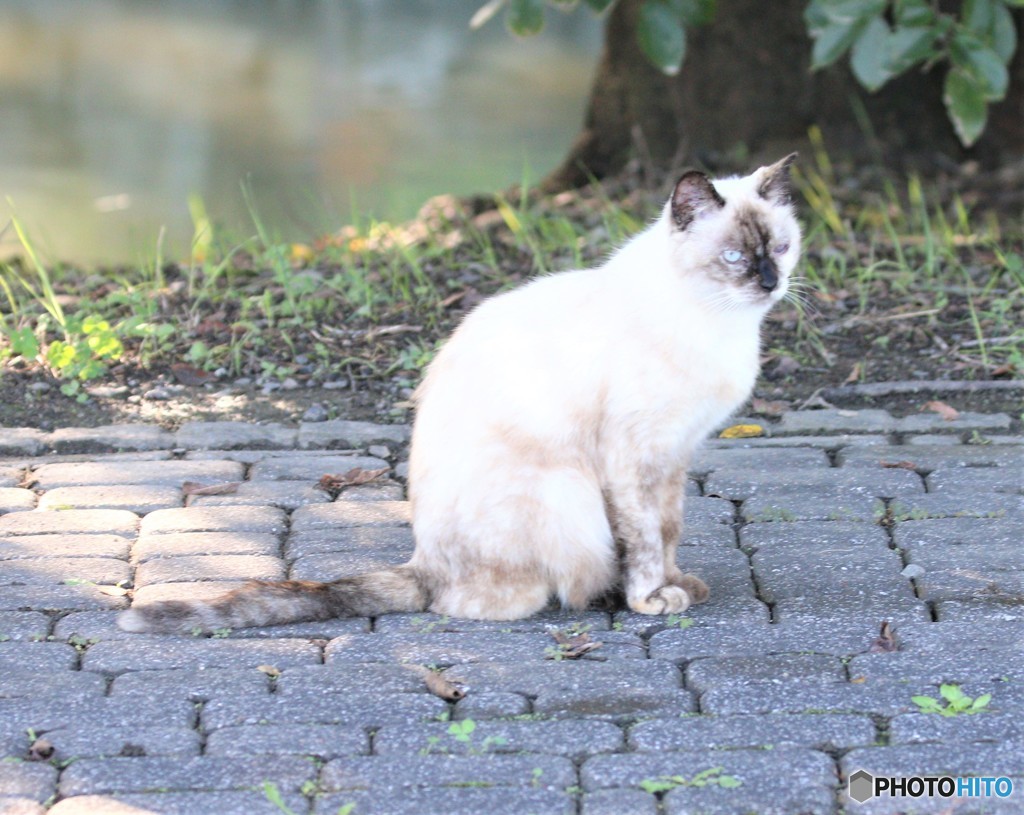 公園のネコさん。