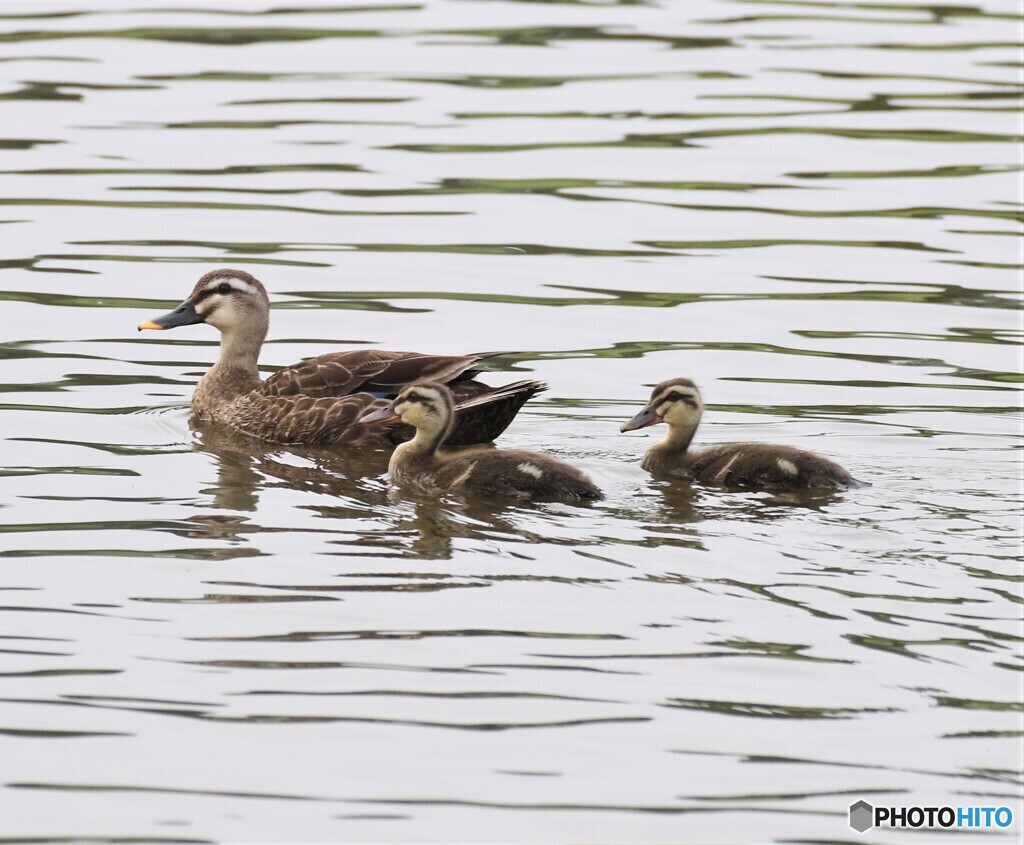 カルガモさんの親子。