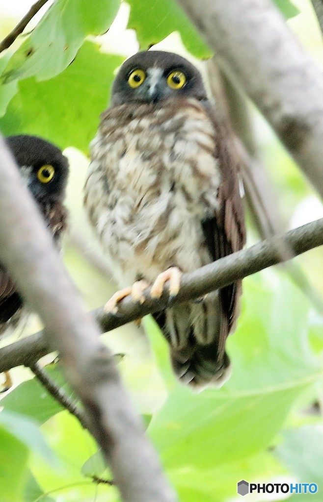 アオバズク３兄弟。②