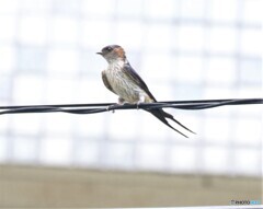 コシアカツバメさん。