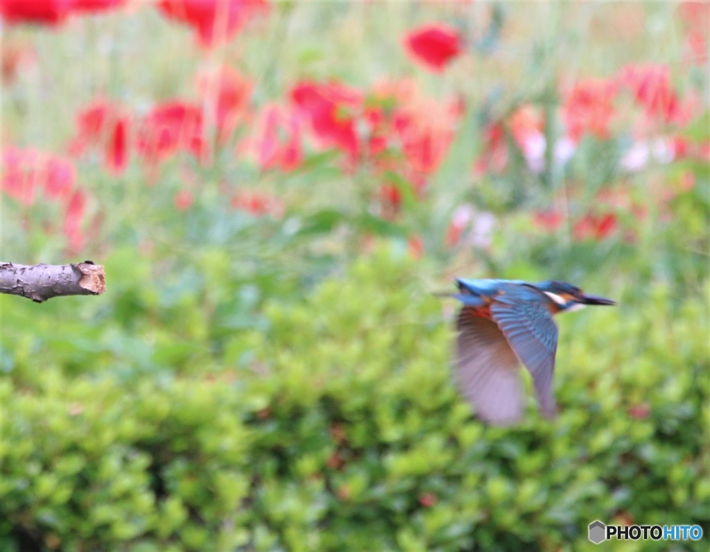 カワセミさん。