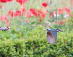 カワセミさん。