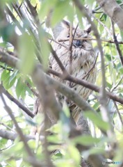 トラフズクさんの親。②