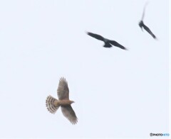 オオタカさんの若鳥。