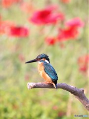 カワセミさん。