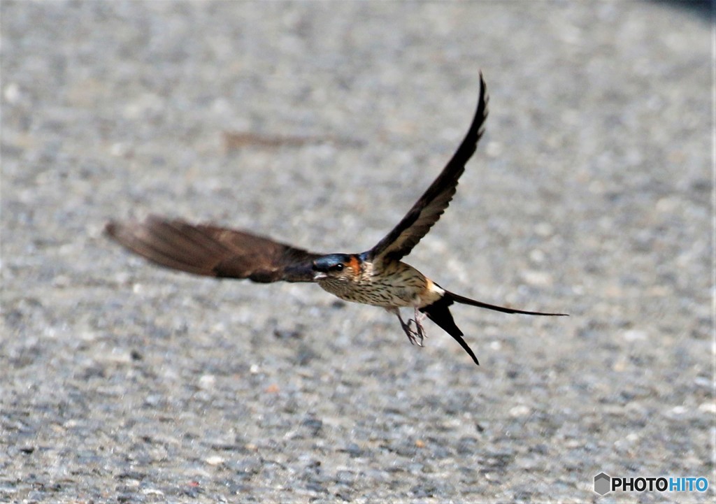 コシアカツバメさん。②