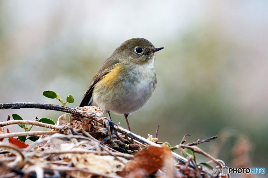 ルリビタキさん。