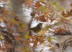 キクイタダキさん。