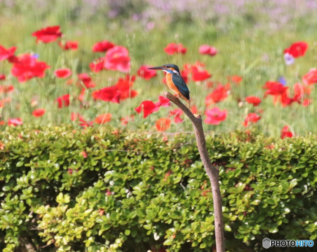 しばらくぶりのカワセミくん。