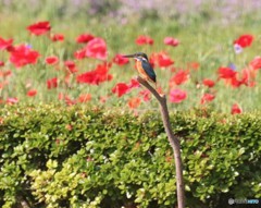 しばらくぶりのカワセミくん。