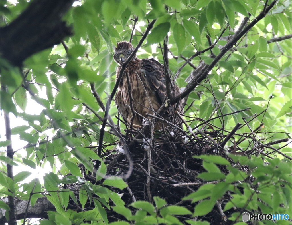 オオタカさんの幼鳥。