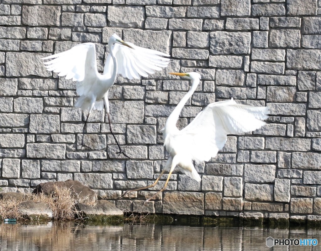 ダイサギの舞い。