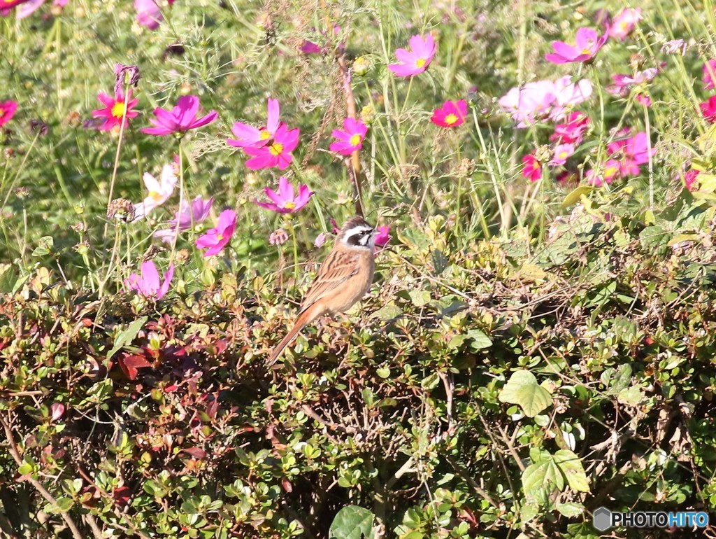 ホオジロさんオスとコスモス。