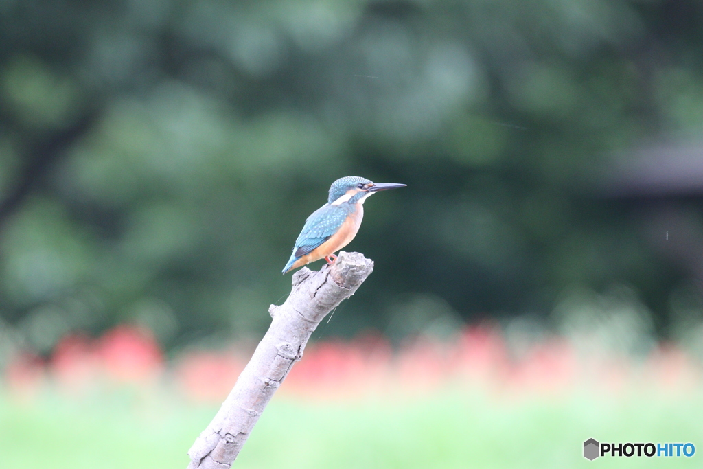 無修正・ノートり。