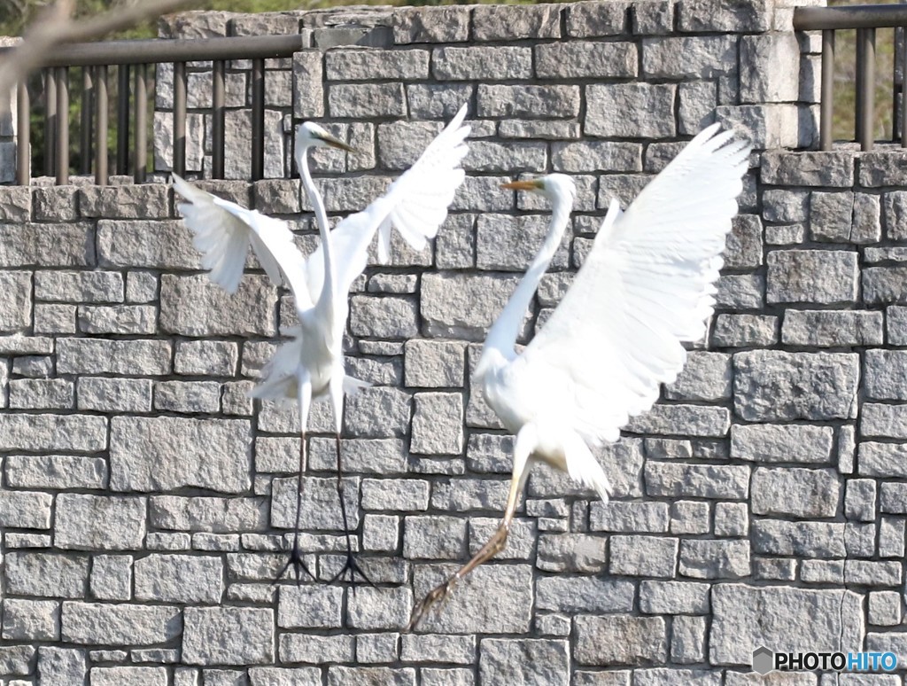 ダイサギの舞い。