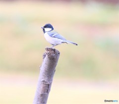今日は、シジュウカラさん。