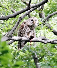 _MG_0512フクロウさんの成鳥。