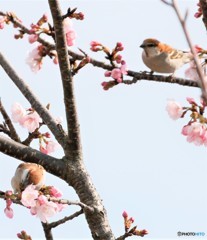 ニュウナイスズメさん。