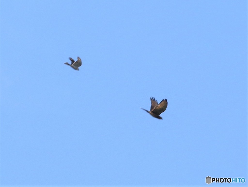 ツミさんとサシバさん。