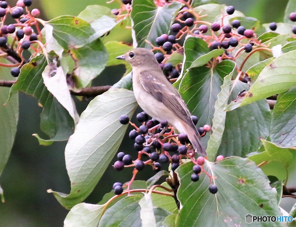 キビタキさんのメス。