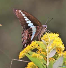 チョウ。