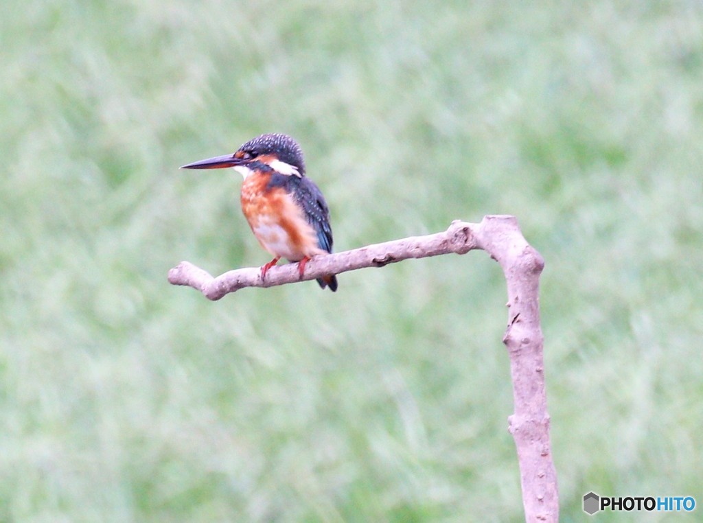 カワセミさん。