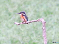 カワセミさん。