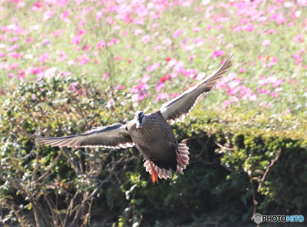 カルガモさん。