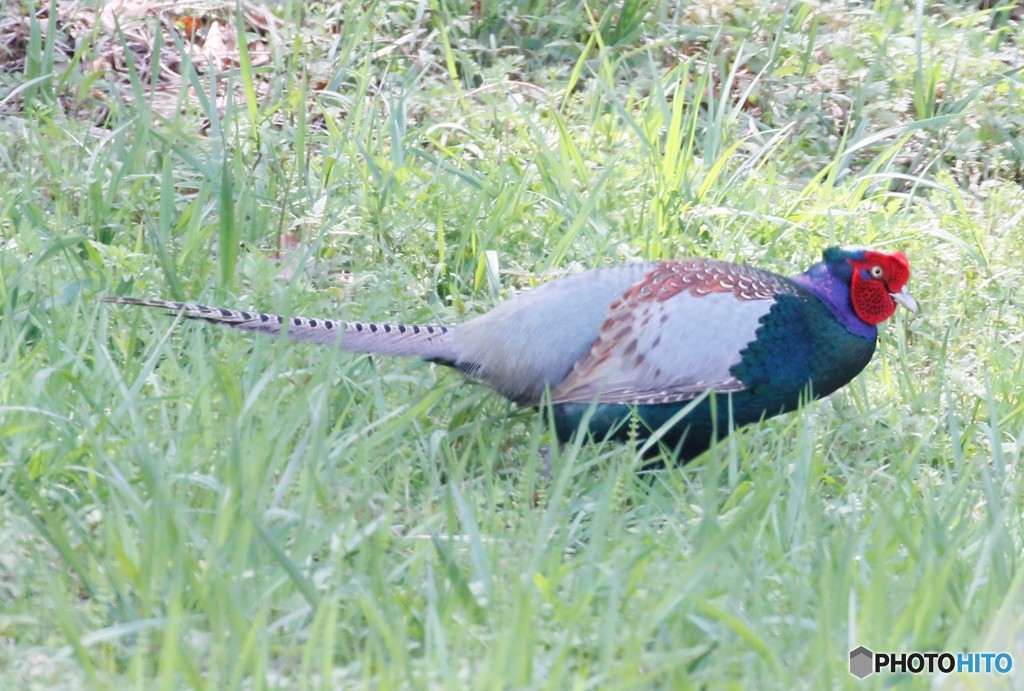 国鳥・キジさん。