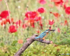 カワセミさん。