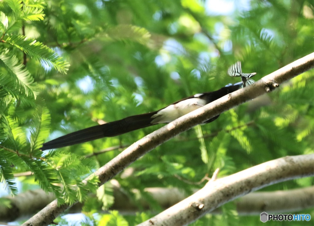 サンコウチヨウさんのお食事中です。