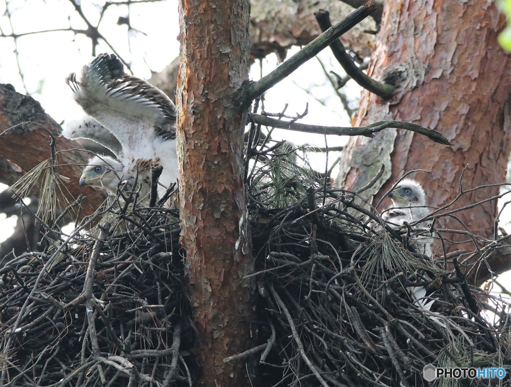 オオタカのヒナ。