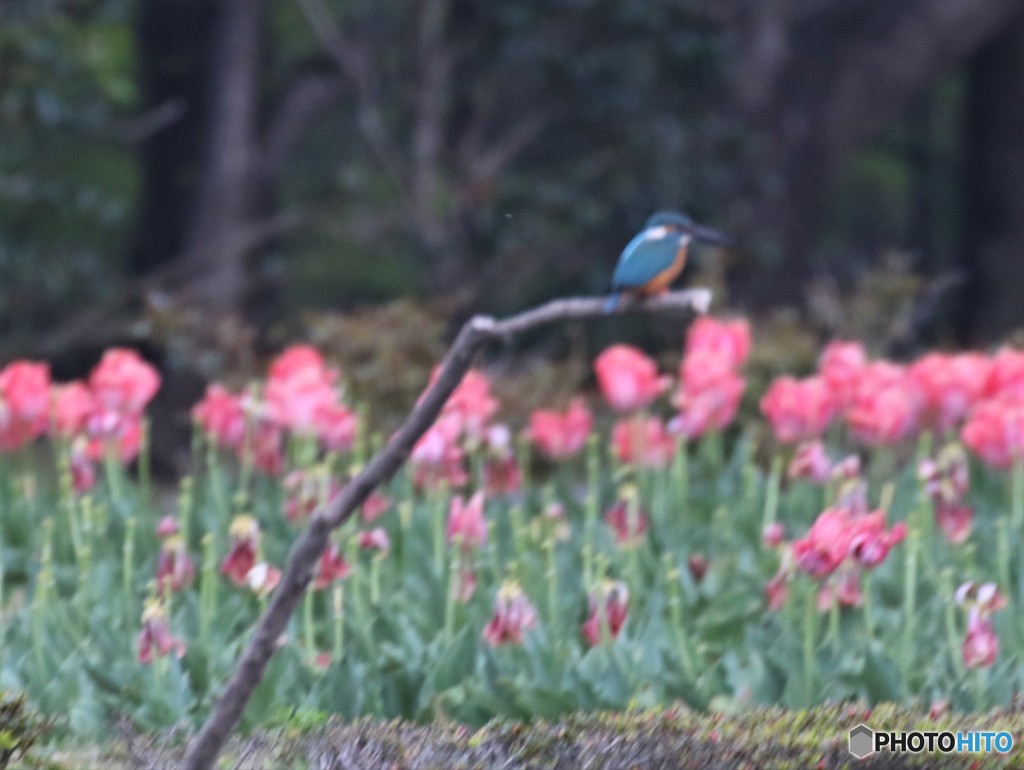 ピンボケさん②。