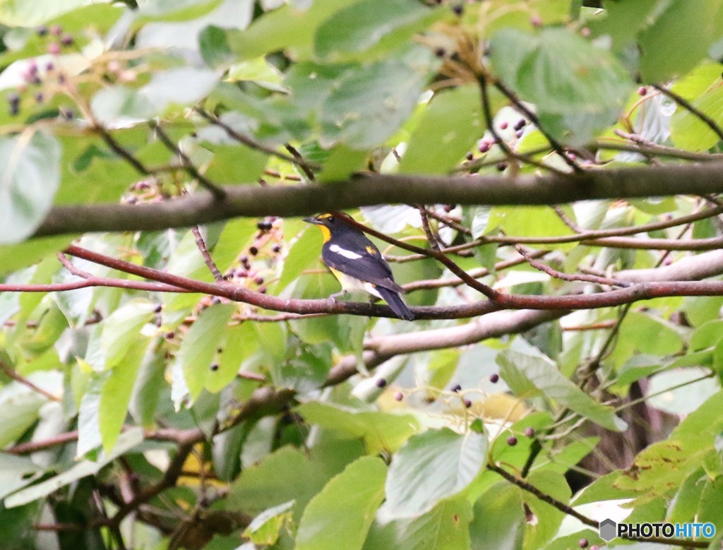 キビタキくん。