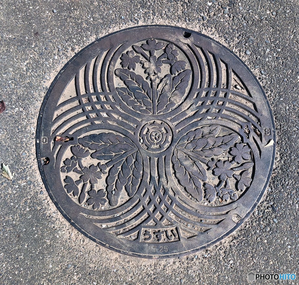 さくら草・マンポール。