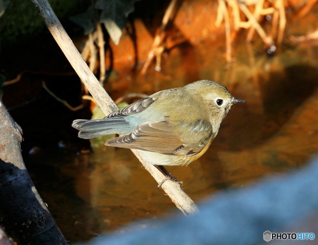 水場のルリビタキさん。